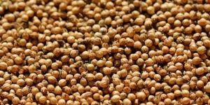 Raw Coriander Seeds