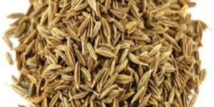 Raw Cumin Seeds