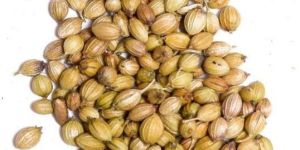 Whole Coriander Seeds