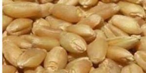 High Quality Wheat