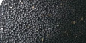 Nepali Shatavari Seed