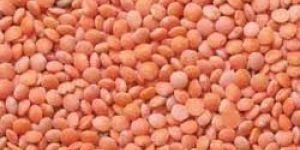 Red Lentil