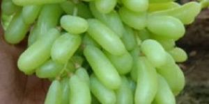 Seedless Green Grapes