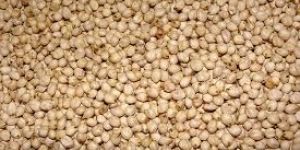 White Sorghum Seeds