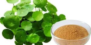 Bacopa Extract