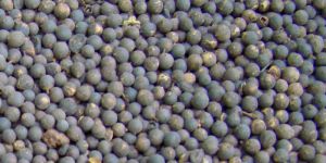 Vidanga Embelia Ribes