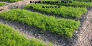 Nepali Shatavari Plant