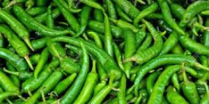 High Quality Green Chilli