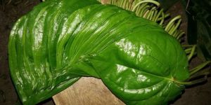 Natural Betel Leaves