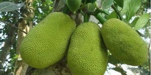 Organic Jackfruit
