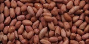 Groundnut Kernel