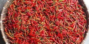 Fresh Birds Eye Chilli