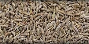 Fresh Cumin Seeds
