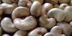 Raw Cashew Nuts