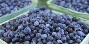 Blueberries