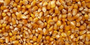 Human Feed Yellow Maize