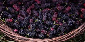 Mulberries