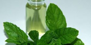 Mentha Essential Oil