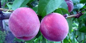 Purple Peach