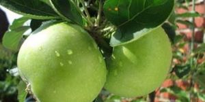 THAI APPLE BER