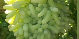 Fresh Sonaka Green Grapes