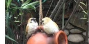 Wonderland Two Birds on a Hanging Pot Bird House