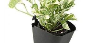 Wonderland Vertical Garden Wall Hanging Pot