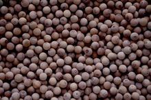 White Sandalwood Beads