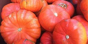 RED PUMPKIN