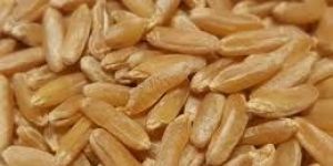 Hybrid Wheat Seeds