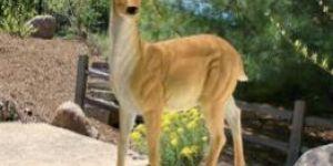 Fiber Woodland Buck Deer Statue