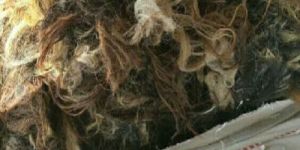 Buffalo Tail Hair Washing