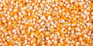 Yellow Maize Seeds
