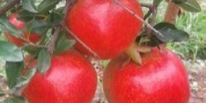 Organic Pomegranate