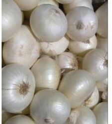 Organic White Onion