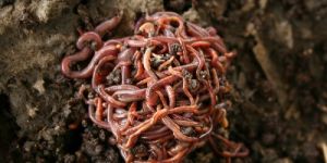 Earth Worms