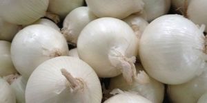 Fresh White Onion