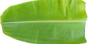 Banana Leaf