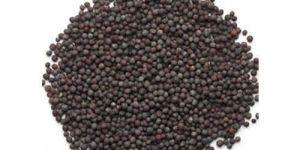 Black Mustard Seeds