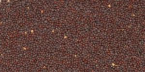 Brown Mustard Seeds