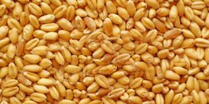 Raj 1482 Wheat Seeds