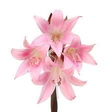 Pink Lily Flower