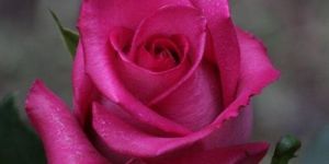 Pink Rose Flower