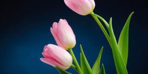 Pink Tulip Flower
