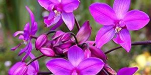 Purple Orchid Flower