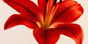Red Lily Flower
