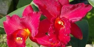 Red Orchid Flower