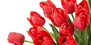 Red Tulip Flower