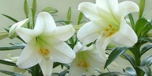 White Lily Flower