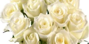 White Rose Flower